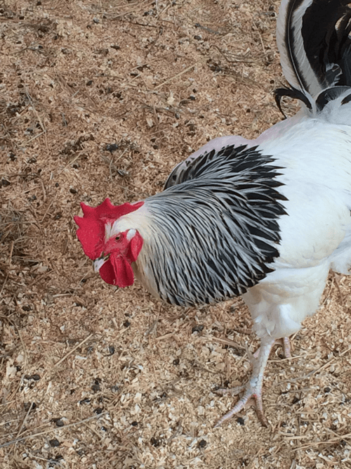 Rooster
