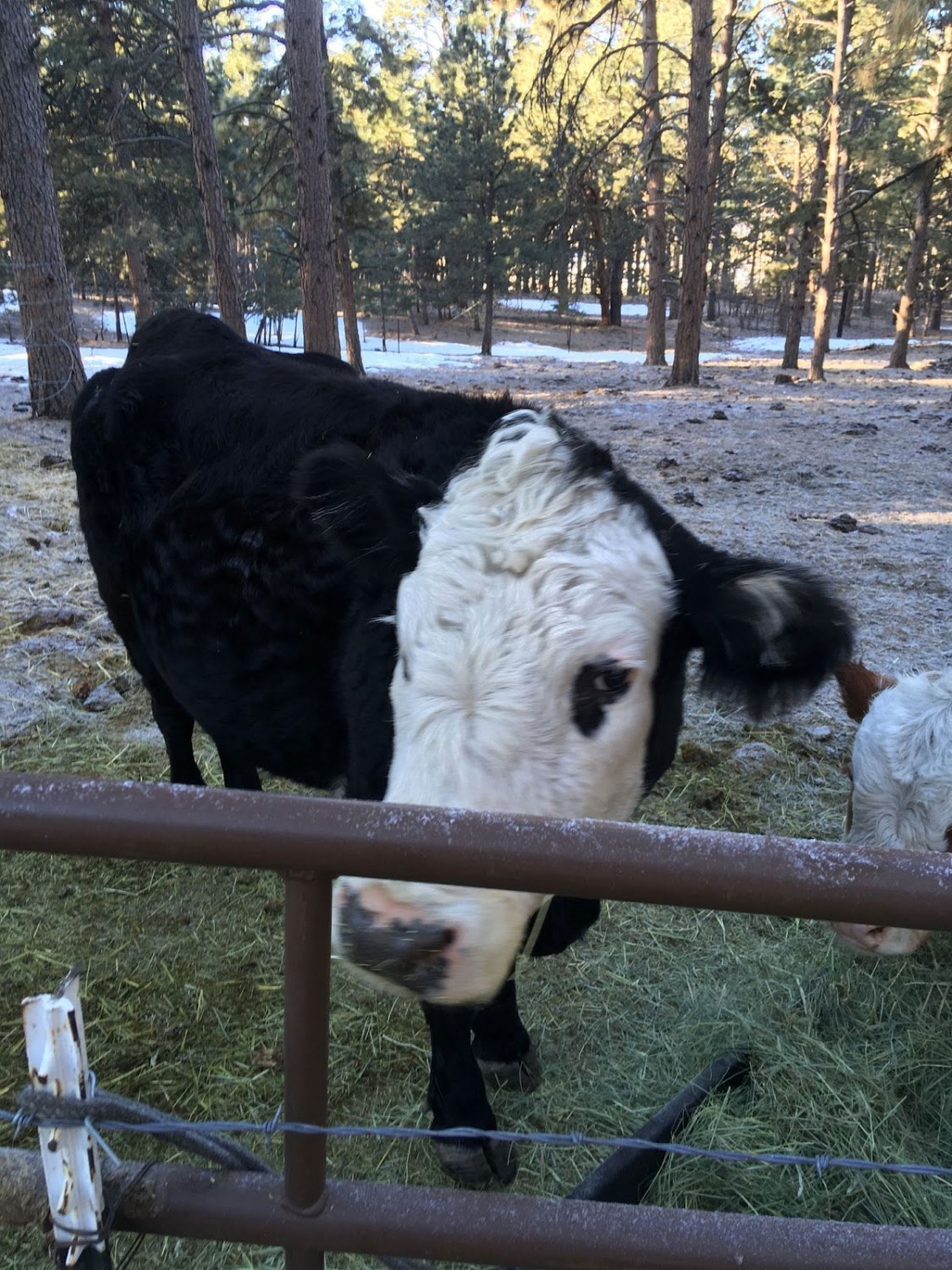 Cow