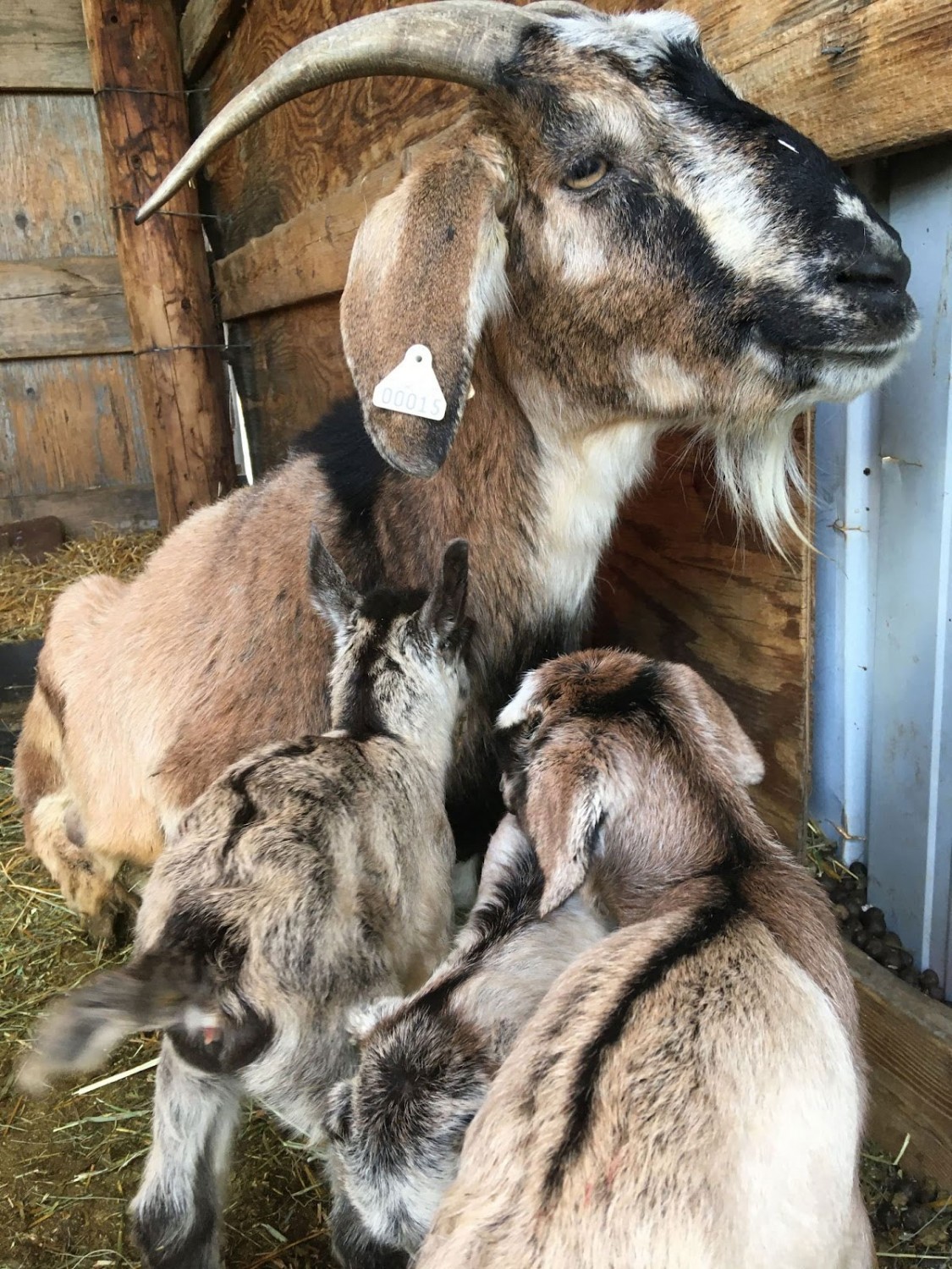 goats