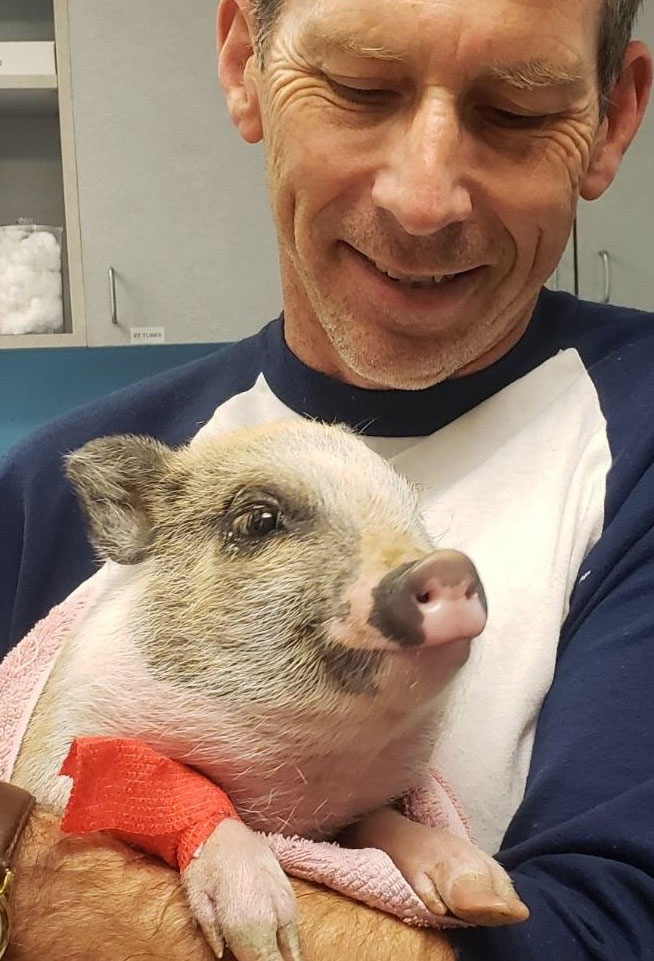 pig